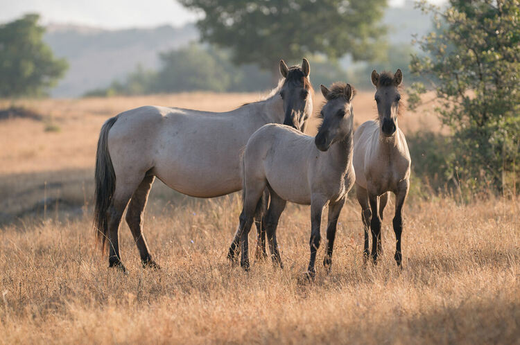 Фондация „По-диви Родопи“ отбелязва своята десета годишнина с целодневна научна конференция в Кърджали