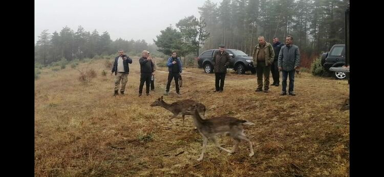 Ловно стопанско сдружение „Родопи“ - Момчилград разсели 16 елена в ловно поле Мишево