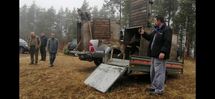 Ловно стопанско сдружение „Родопи“ - Момчилград разсели 16 елена в ловно поле Мишево