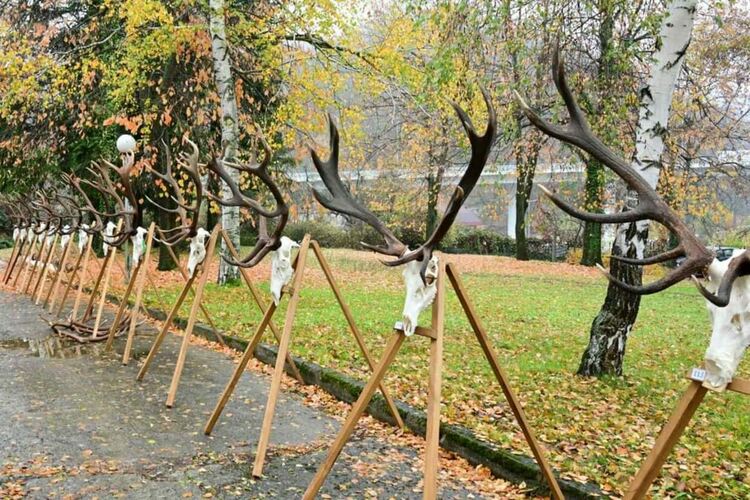 С 25 трофея от благороден елен ЮЦДП - Смолян участва в регионална изложба в Габрово