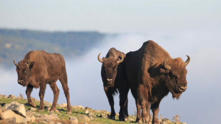 Източните Родопи вече са сред местата с най-голямо биоразнообразие в Европа