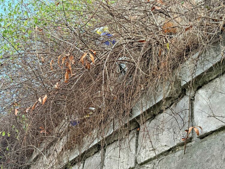 Изхвърлят боклуци в храстите над подпорната стена на бул. „Освобождение“ 