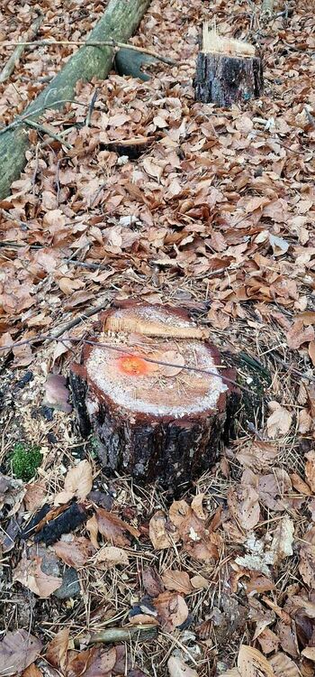 Незаконна сеч установиха служители на Регионална дирекция по горите Смолян