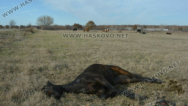 Водач блъсна и рани кон, изскочил на пътя 