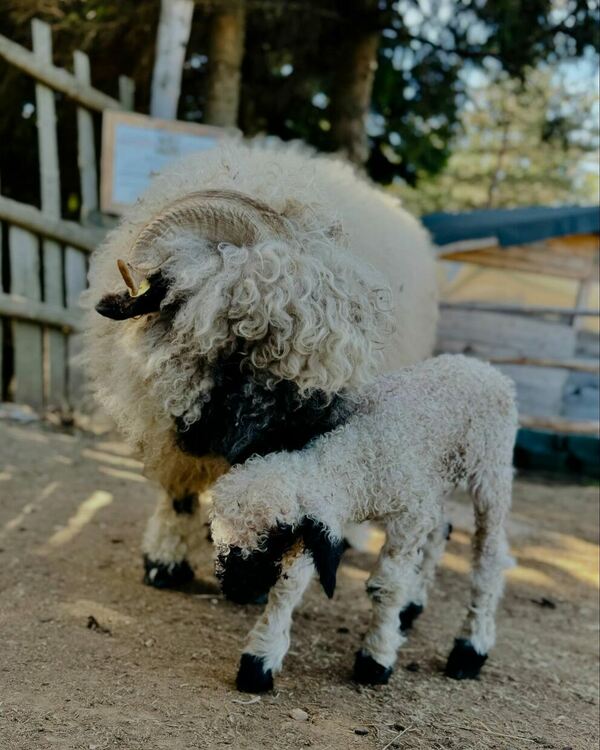 Новородените Зоро и Катя са най-атрактивните обитатели на "Санта Клаус БГ"