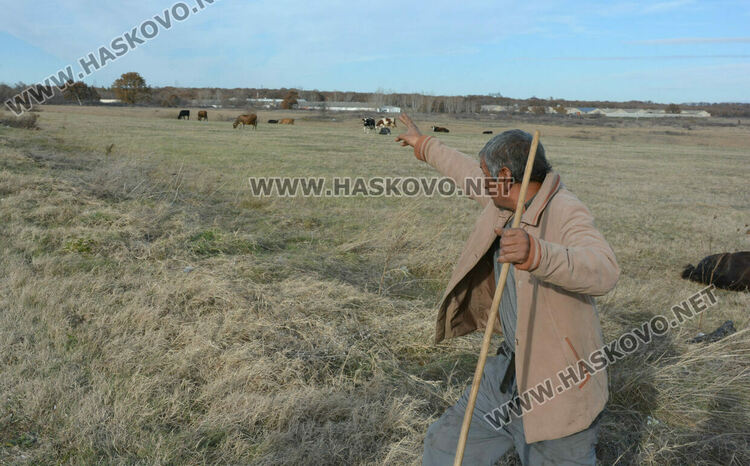 Водач блъсна и рани кон, изскочил на пътя 