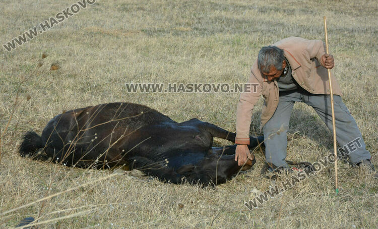 Асен Андреев и пострадалия му кон