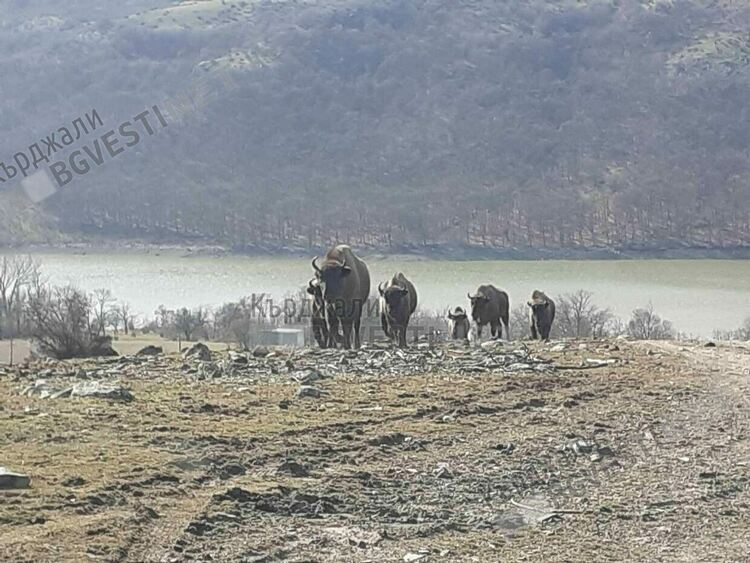 Започва разселване на зубри и в ДЛС „Женда“, в сряда идват първите пет животни от Словакия