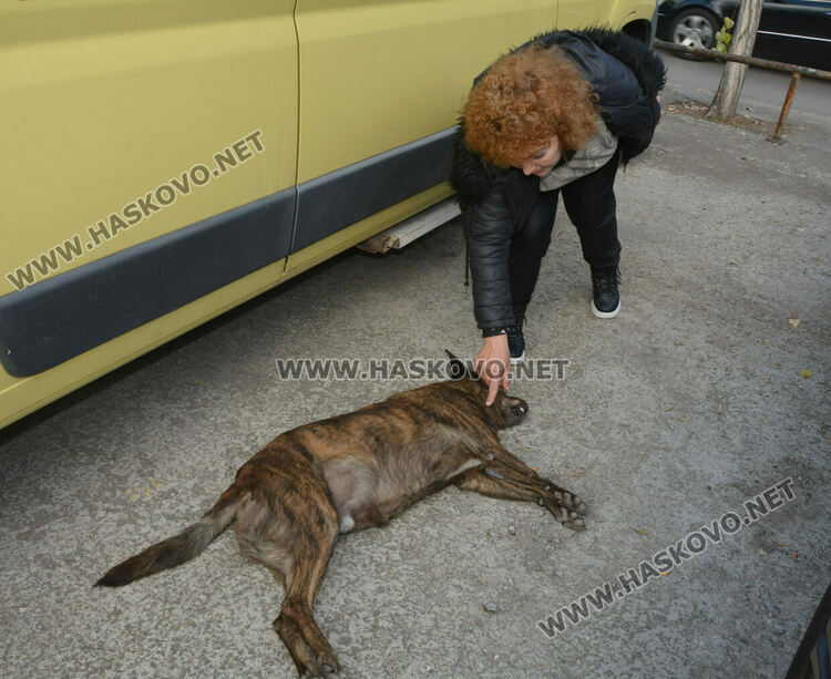 Простреляха две кучета в Хасково, едното почина
