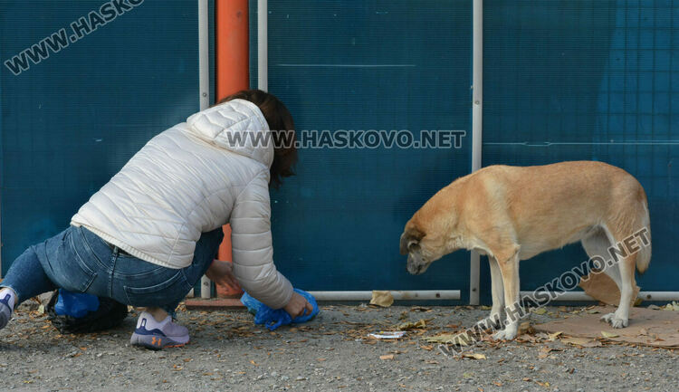 Простреляха две кучета в Хасково, едното почина