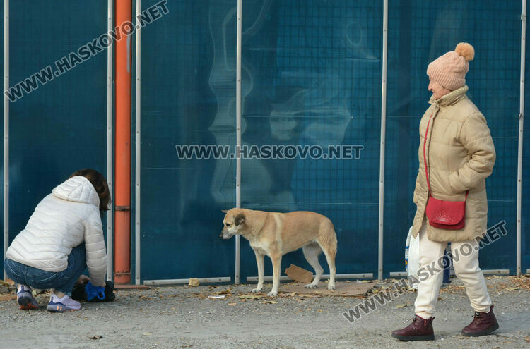 Простреляха две кучета в Хасково, едното почина