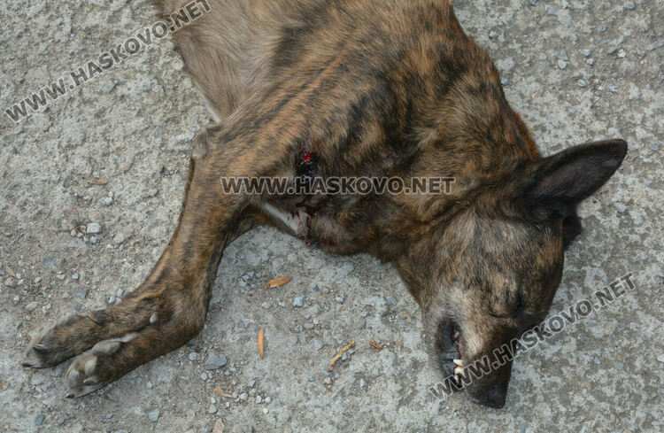 Простреляха две кучета в Хасково, едното почина