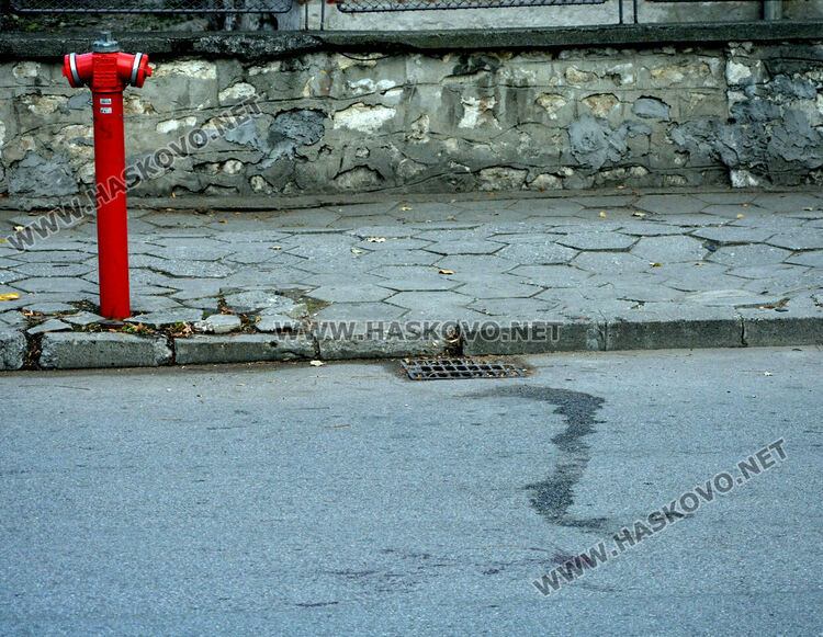 Простреляха две кучета в Хасково, едното почина