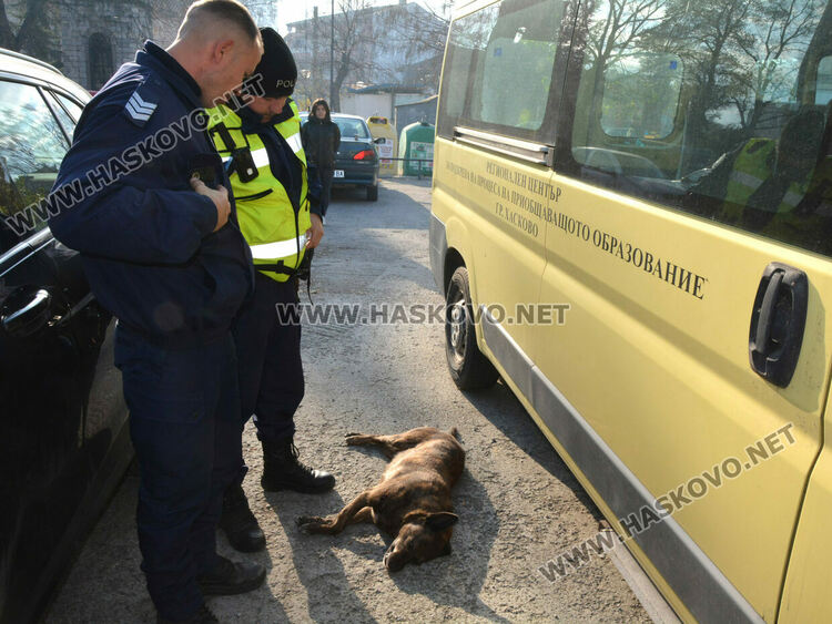 Простреляха две кучета в Хасково, едното почина
