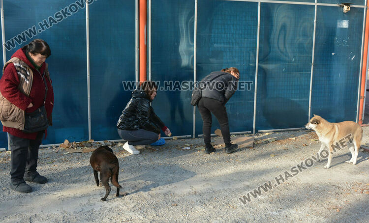 Простреляха две кучета в Хасково, едното почина