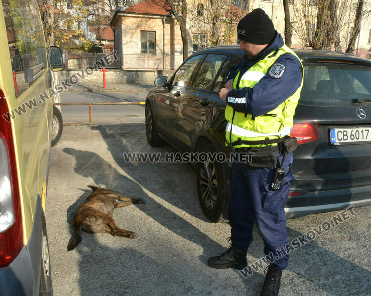 Простреляха две кучета в Хасково, едното почина
