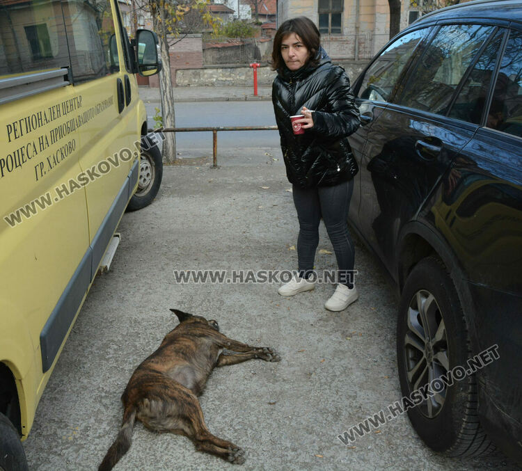 Простреляха две кучета в Хасково, едното почина