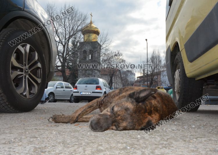 Простреляха две кучета в Хасково, едното почина