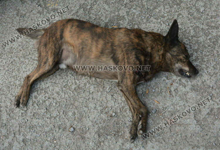 Простреляха две кучета в Хасково, едното почина