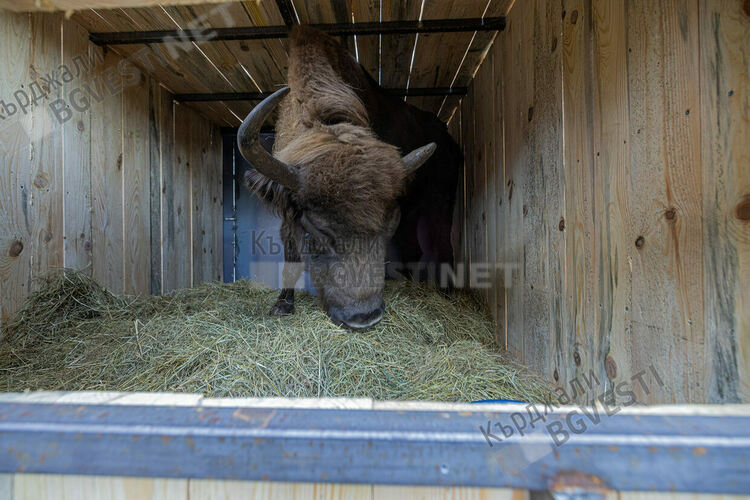 Пет зубри от Словакия пристигнаха в новия приоритетен за Фондация  „По-диви Родопи“ район - „Женда“/снимки/