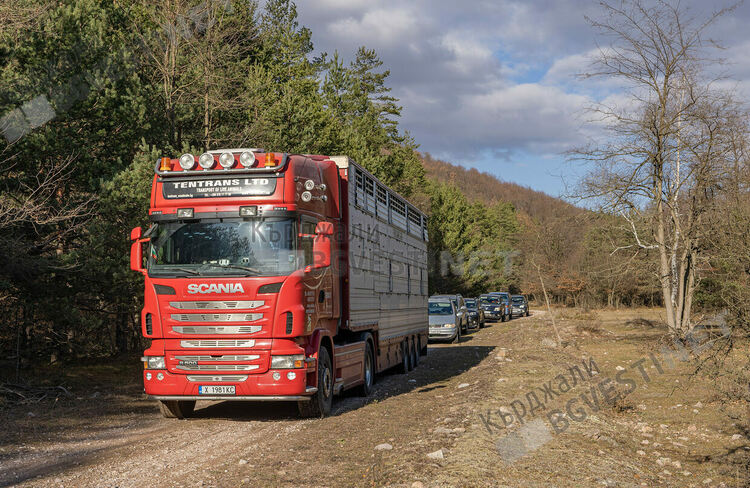 Пет зубри от Словакия пристигнаха в новия приоритетен за Фондация  „По-диви Родопи“ район - „Женда“/снимки/