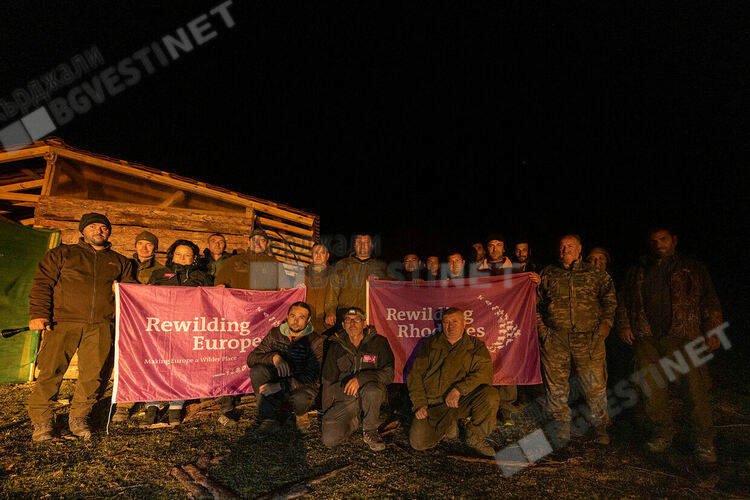 Пет зубри от Словакия пристигнаха в новия приоритетен за Фондация  „По-диви Родопи“ район - „Женда“/снимки/