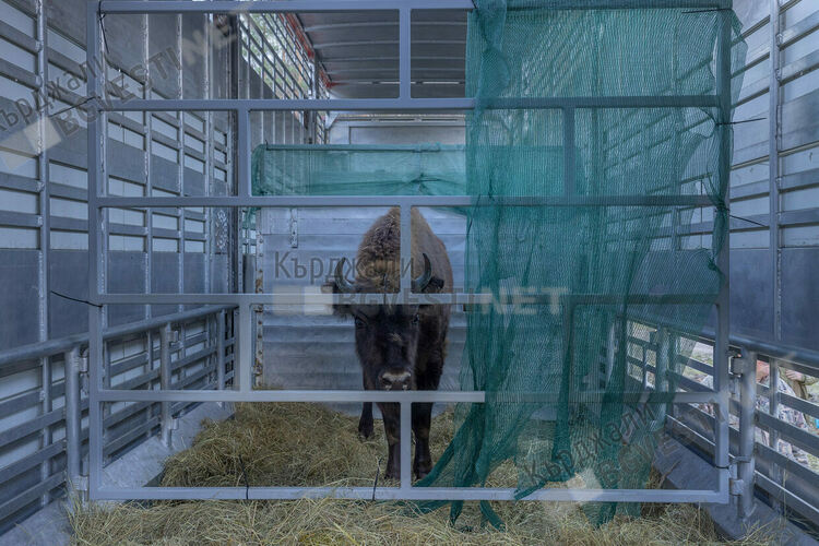 Пет зубри от Словакия пристигнаха в новия приоритетен за Фондация  „По-диви Родопи“ район - „Женда“/снимки/