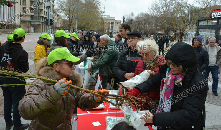 Хасковлии извиха опашка за раздаването на 20 000 дръвчета