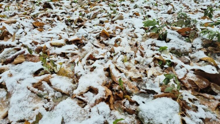 Източник: БГНЕС