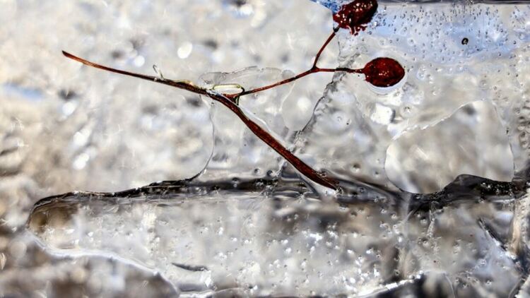 Източник: EPA/БГНЕС