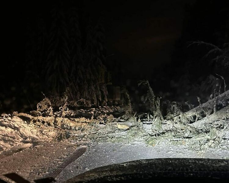 Паднали дървета затрудниха движението край Пампорово