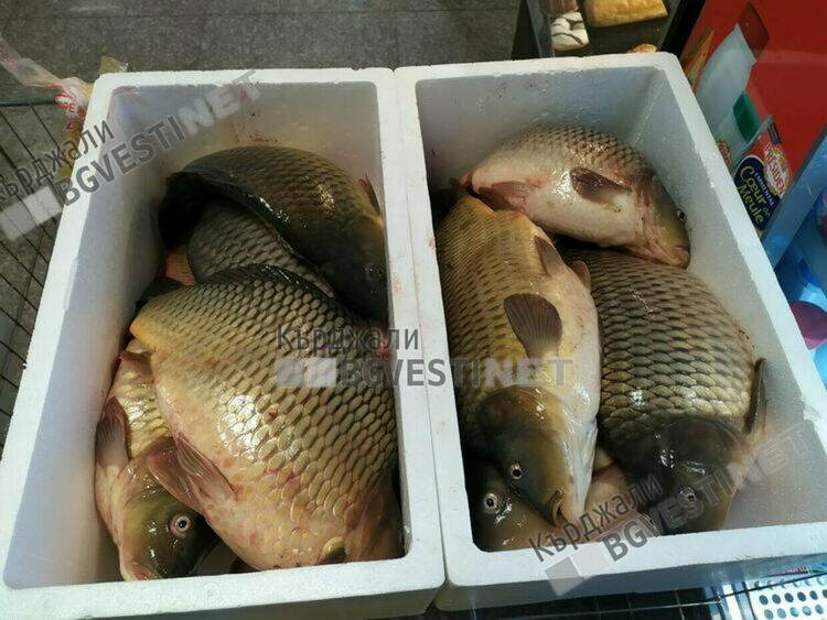 Цената на шарана за Никулден достигна 9 лева за килограм, пърженият надмина 25 лева