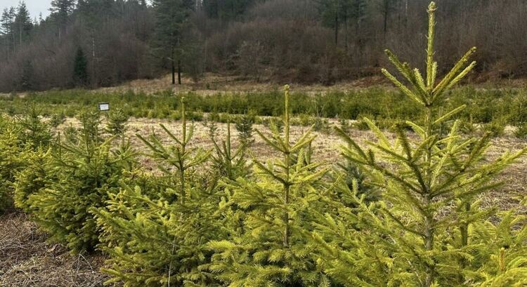 ЮДЦП пусна в продажба коледни елхички, цените започват от 3.90 лв за брой