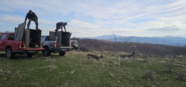 Ловно-рибарско сдружение „Родопи“ – Момчилград успешно разпространи/разсели/ 17 елена лопатари всички с чипове за проследяване  