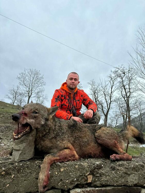 Беркай от Боровица гръмна 40кг вълчица