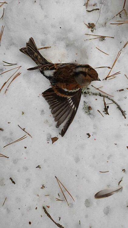 Близо 600 птици са загинали след новогодишната заря в Копривщица
