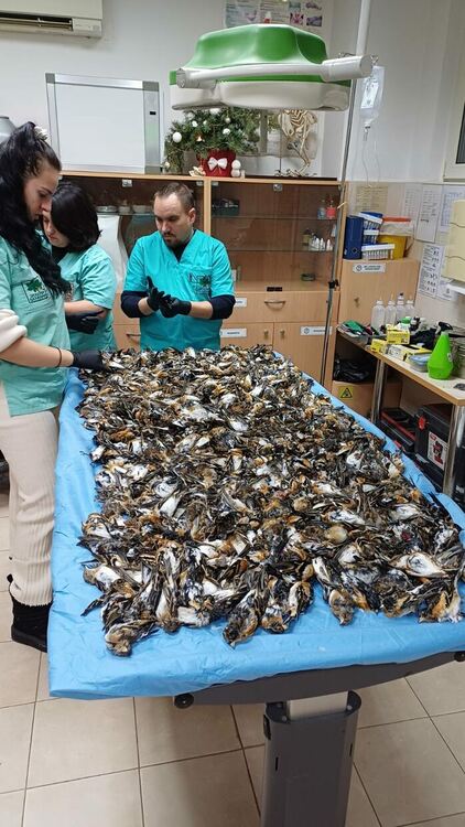 Близо 600 птици са загинали след новогодишната заря в Копривщица