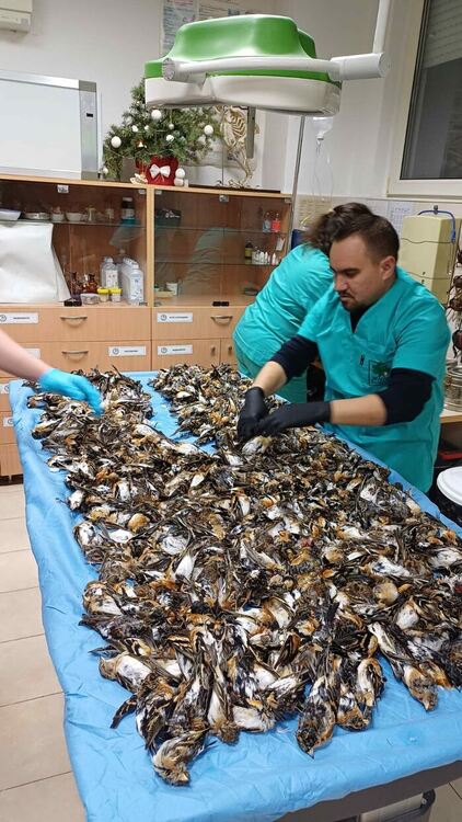 Близо 600 птици са загинали след новогодишната заря в Копривщица