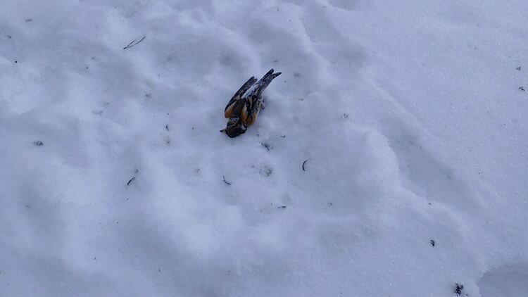 Близо 600 птици са загинали след новогодишната заря в Копривщица