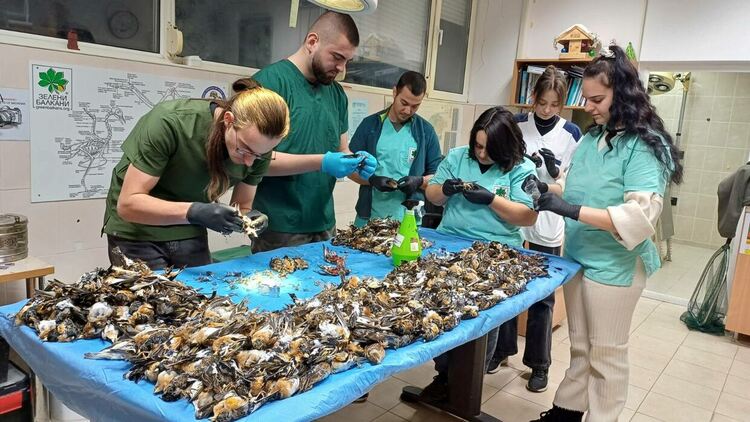 Близо 600 птици са загинали след новогодишната заря в Копривщица