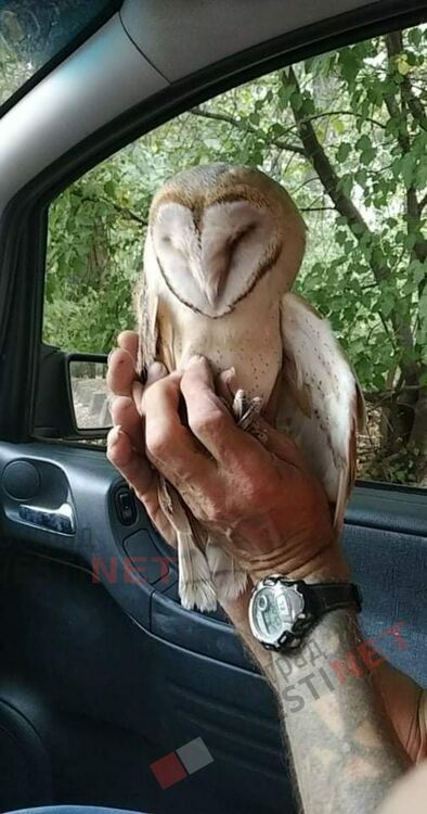 4 птици са спасявали екоинспекторите през декември