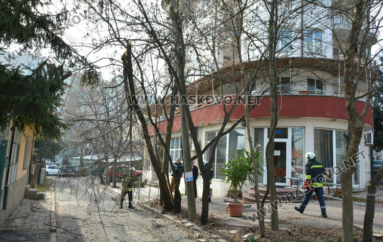 Част от дърво падна и затвори временно улица „Кюстенджа“ в Хасково