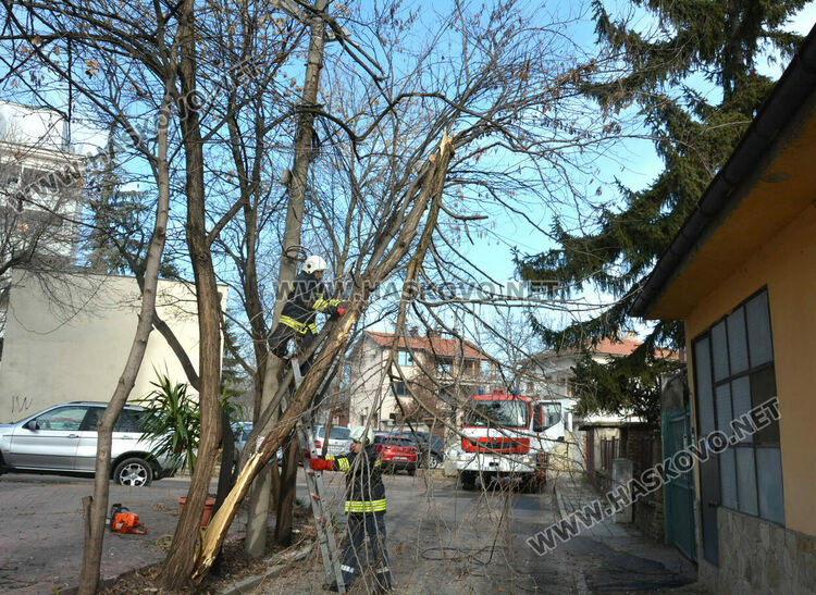 Част от дърво падна и затвори временно улица „Кюстенджа“ в Хасково