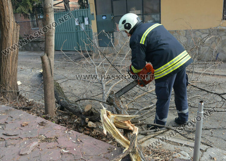 Част от дърво падна и затвори временно улица „Кюстенджа“ в Хасково