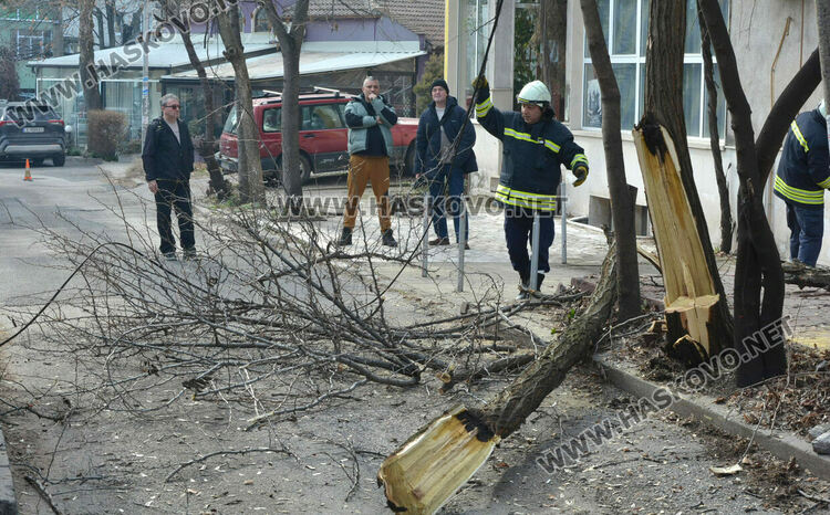 Част от дърво падна и затвори временно улица „Кюстенджа“ в Хасково