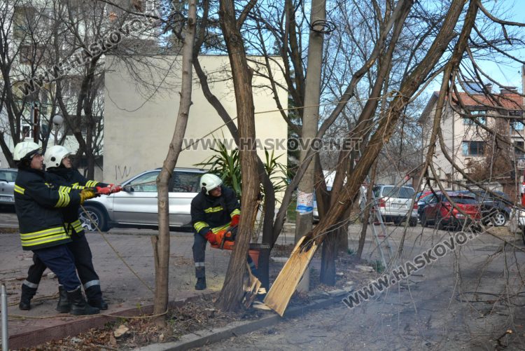 Част от дърво падна и затвори временно улица „Кюстенджа“ в Хасково