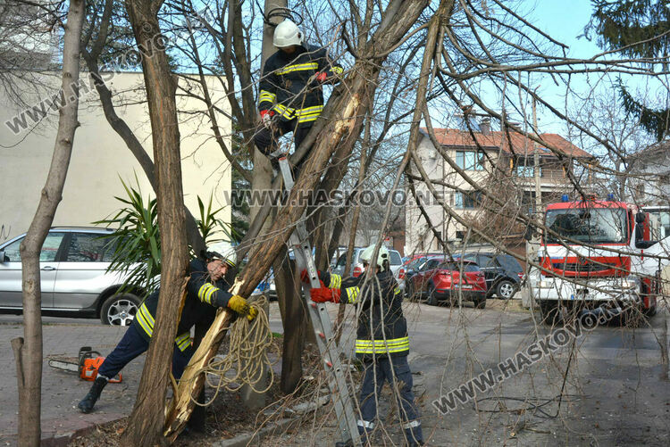 Част от дърво падна и затвори временно улица „Кюстенджа“ в Хасково
