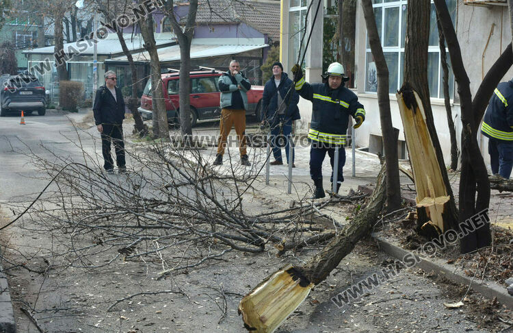 Част от дърво падна и затвори временно улица „Кюстенджа“ в Хасково