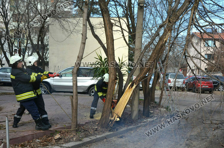 Част от дърво падна и затвори временно улица „Кюстенджа“ в Хасково