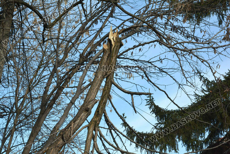 Част от дърво падна и затвори временно улица „Кюстенджа“ в Хасково